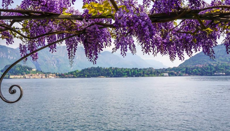 Wisteria on Cake Como